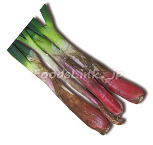 ネギ 葱 の種類とそれぞれの特徴 旬の野菜百科