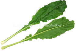 野沢菜（のざわな）の葉の形