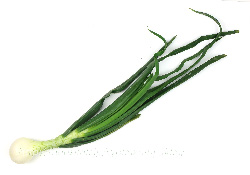 葉タマネギ 葉玉ねぎ 葉玉葱 オニオンヌーボー 旬の野菜百科