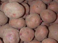 アンデスレッド ネオデリシャス レッドアンデス アンデス赤 ジャガイモの品種 旬の野菜百科