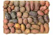 カラフルなジャガイモ11種の集合写真