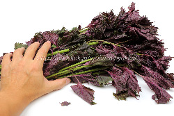 赤紫蘇 アカジソの選び方と保存方法や料理 旬の野菜百科