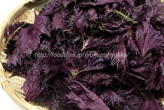 赤紫蘇／アカジソの選び方と保存方法や料理：旬の野菜百科