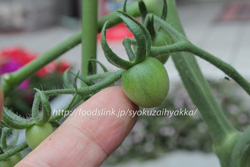 チェリースノーボール／Cherry-Snow-Ball：白いミニトマトの栽培