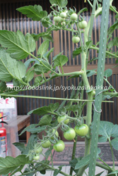 チャドウィックチェリー／Chadwick Cherry tomato：ミニトマトの栽培