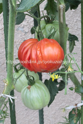 イタリアンレッドペアー：イタリアントマトの栽培