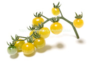 ホワイトカラント／White-Currant：黄色いマイクロトマト