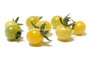 ホワイトカラント／White-Currant：黄色いマイクロトマト