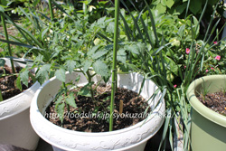 ホワイトカラント／White-Currant：黄色いマイクロトマトを家庭菜園で栽培