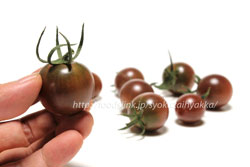 黒トマト＜ミニトマトの品種