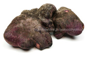 紫色のダイジョ／大薯／台湾山芋